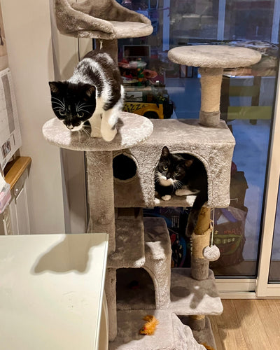 Customer sharing how her rescue cat became calmer and more relaxed