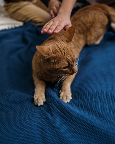 Cat feeling safe and less stressed