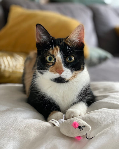 Customer sharing how her nervous cat became calmer with daily chews