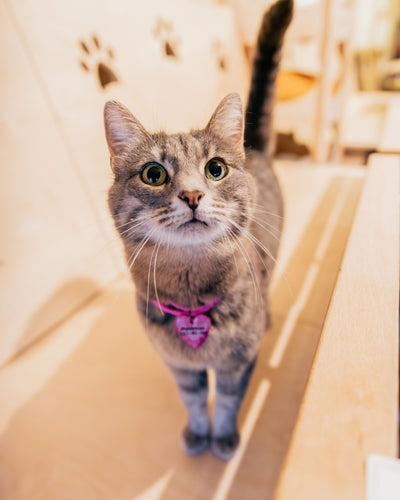 Customer sharing how her cat stayed calmer during a vet visit with calming chews