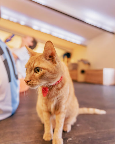 Cat enjoying daily calming chew and showing relaxed behavior